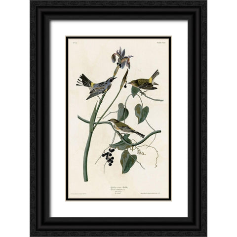 Yellow Crown Warbler Black Ornate Wood Framed Art Print with Double Matting by Vintage Apple Collection