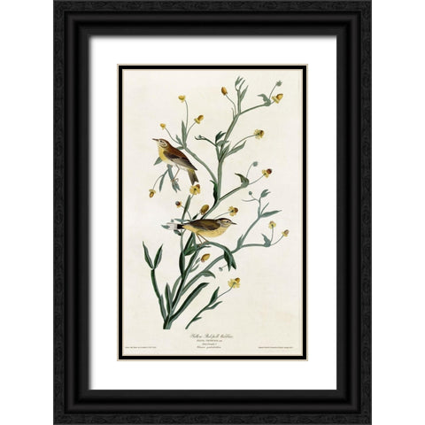Yellow Red Poll Warbler Black Ornate Wood Framed Art Print with Double Matting by Vintage Apple Collection