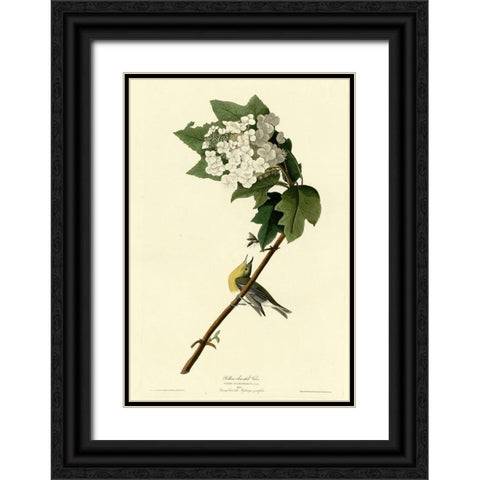 Yellow Throated Vireo Black Ornate Wood Framed Art Print with Double Matting by Vintage Apple Collection
