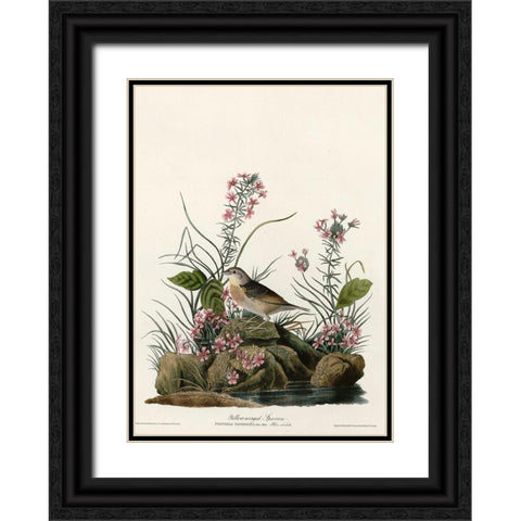 Yellow Winged Sparrow Black Ornate Wood Framed Art Print with Double Matting by Vintage Apple Collection