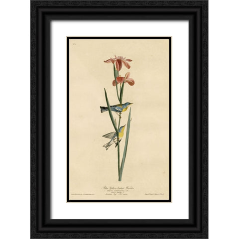 Yellowbackedwarbler Black Ornate Wood Framed Art Print with Double Matting by Vintage Apple Collection