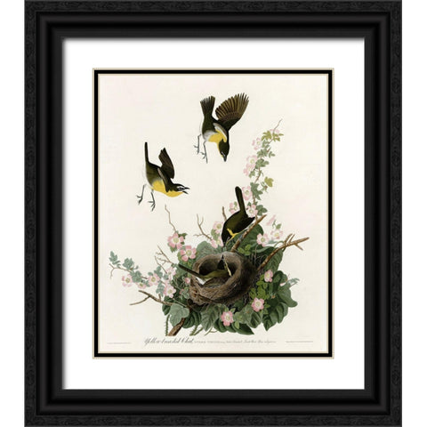 Yellowbreasted Chat Black Ornate Wood Framed Art Print with Double Matting by Vintage Apple Collection