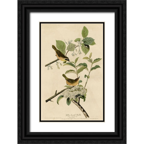 Yellowbreasted Warbler Black Ornate Wood Framed Art Print with Double Matting by Vintage Apple Collection