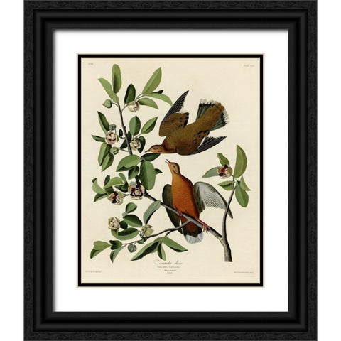 Zenaida Dove Black Ornate Wood Framed Art Print with Double Matting by Vintage Apple Collection