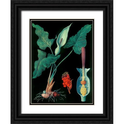 Arum Black Ornate Wood Framed Art Print with Double Matting by Vintage Apple Collection