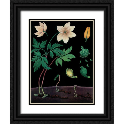 Windflower Black Ornate Wood Framed Art Print with Double Matting by Vintage Apple Collection