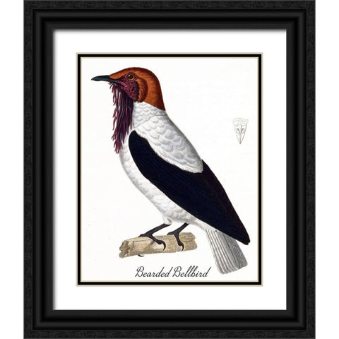 Bearded Bellbird Black Ornate Wood Framed Art Print with Double Matting by Vintage Apple Collection