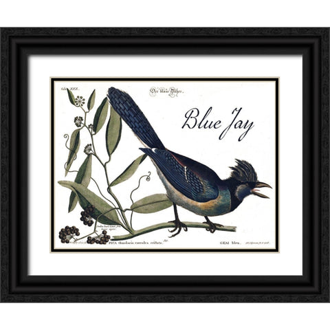Blue Jay Black Ornate Wood Framed Art Print with Double Matting by Vintage Apple Collection