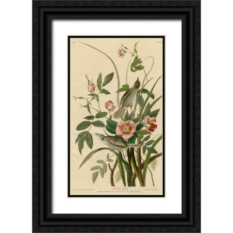 Seaside Finch Black Ornate Wood Framed Art Print with Double Matting by Vintage Apple Collection