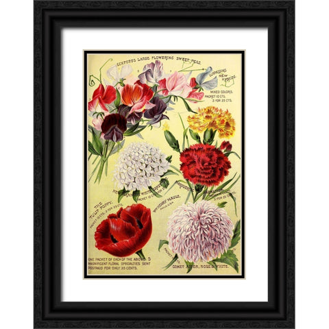 1893 Maules Seed Asters Black Ornate Wood Framed Art Print with Double Matting by Vintage Apple Collection