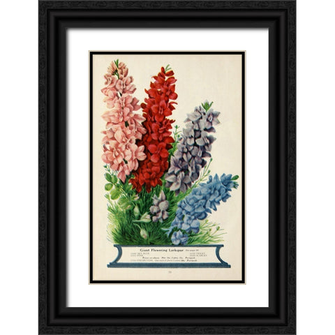 childs_larkspur Black Ornate Wood Framed Art Print with Double Matting by Vintage Apple Collection