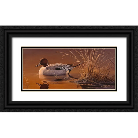 Amber Light - Pintail Black Ornate Wood Framed Art Print with Double Matting by Goebel, Wilhelm