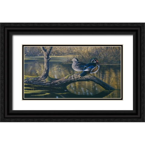 Spring Pair - Wood Ducks Black Ornate Wood Framed Art Print with Double Matting by Goebel, Wilhelm