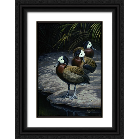 White Faced Whistleing Ducks Black Ornate Wood Framed Art Print with Double Matting by Goebel, Wilhelm