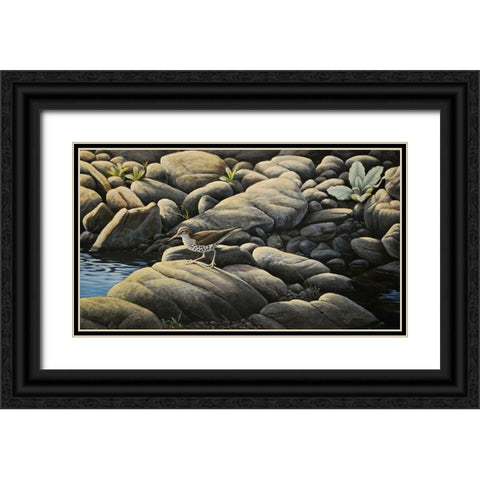 Along The Creek - Spotted Sandpiper Black Ornate Wood Framed Art Print with Double Matting by Goebel, Wilhelm