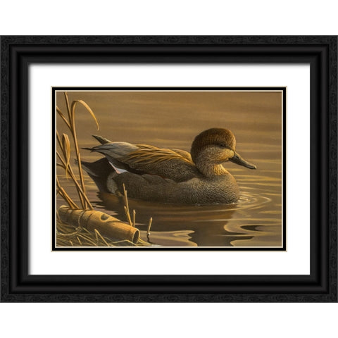 Gadwall Black Ornate Wood Framed Art Print with Double Matting by Goebel, Wilhelm