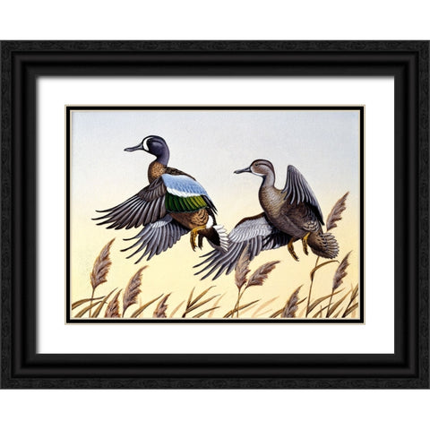 1981 Blue-Winged Teal Black Ornate Wood Framed Art Print with Double Matting by Goebel, Wilhelm