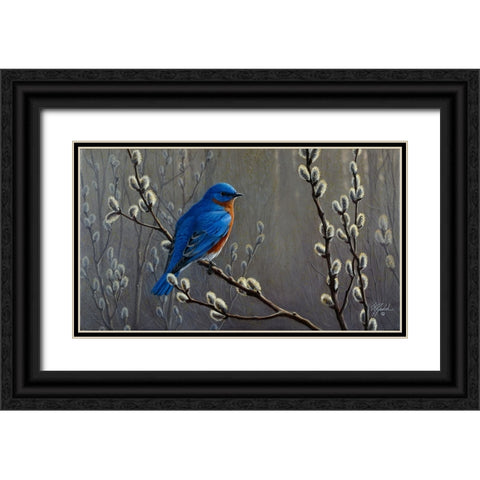 Signals Of Spring - Eastern Bluebird Black Ornate Wood Framed Art Print with Double Matting by Goebel, Wilhelm