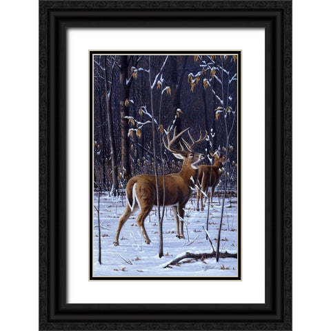 In His Prime - Whitetail Black Ornate Wood Framed Art Print with Double Matting by Goebel, Wilhelm