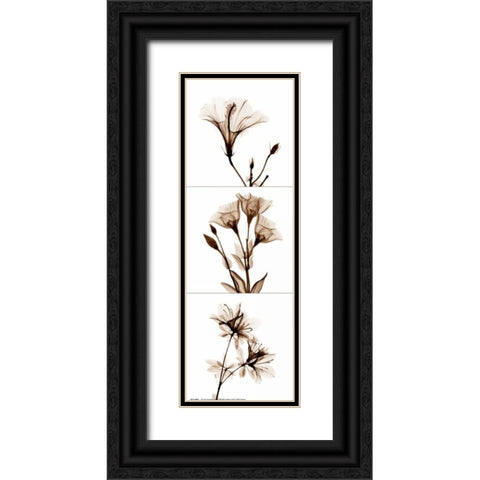 Sepia Floral Tryp Tych I Black Ornate Wood Framed Art Print with Double Matting by Koetsier, Albert