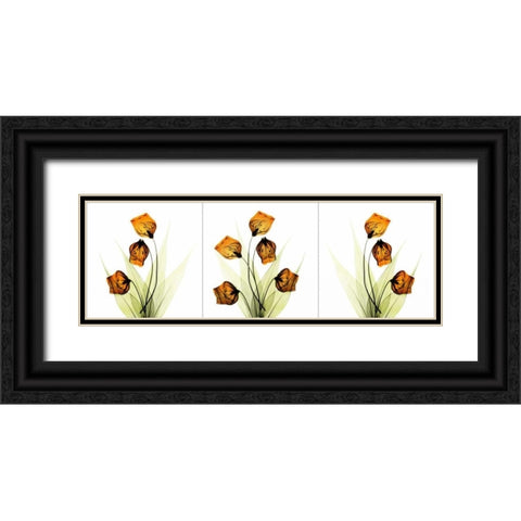 Sandersonia Triple in Gold Black Ornate Wood Framed Art Print with Double Matting by Koetsier, Albert