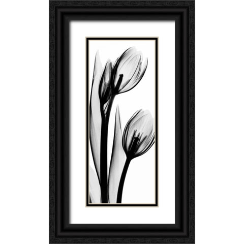 Tulip in BandW2 Black Ornate Wood Framed Art Print with Double Matting by Koetsier, Albert