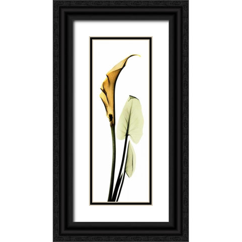 Calla Lily in Gold 2 Black Ornate Wood Framed Art Print with Double Matting by Koetsier, Albert