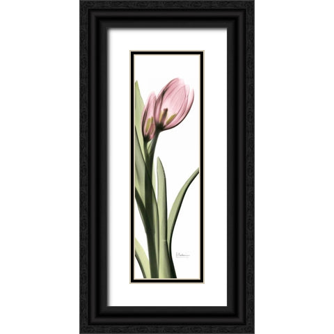 Tulip in Color 1 Black Ornate Wood Framed Art Print with Double Matting by Koetsier, Albert