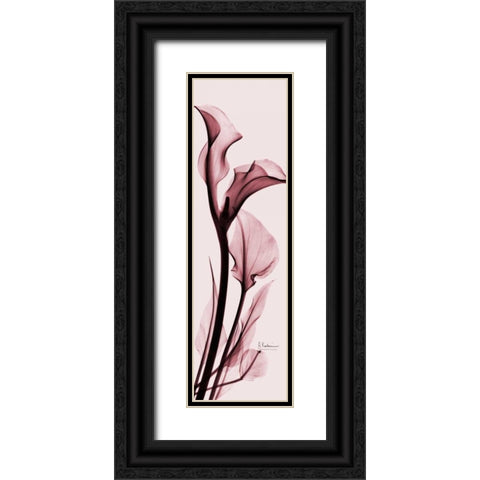 Calla Lily on Pink Black Ornate Wood Framed Art Print with Double Matting by Koetsier, Albert