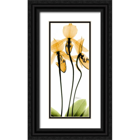 Orchid in Color Black Ornate Wood Framed Art Print with Double Matting by Koetsier, Albert