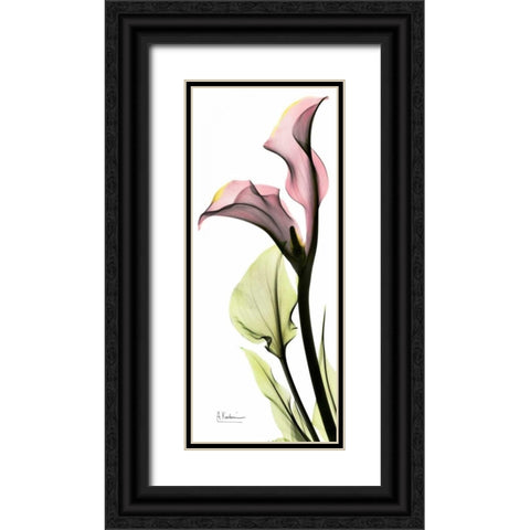 Calla Lily in Color Black Ornate Wood Framed Art Print with Double Matting by Koetsier, Albert