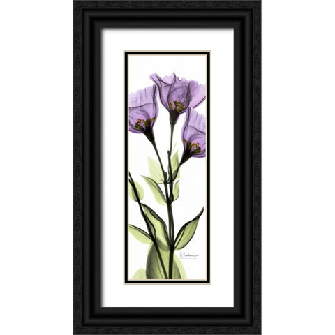 Gentian in Color Black Ornate Wood Framed Art Print with Double Matting by Koetsier, Albert