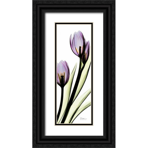 Tulip in Purple Black Ornate Wood Framed Art Print with Double Matting by Koetsier, Albert