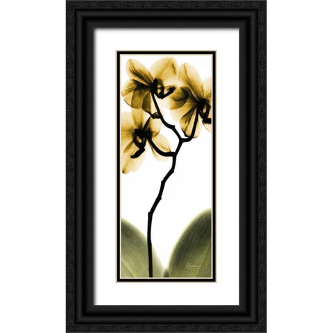 Orchid in Gold Black Ornate Wood Framed Art Print with Double Matting by Koetsier, Albert