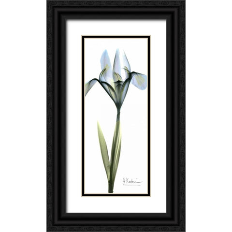 Iris in Blue Black Ornate Wood Framed Art Print with Double Matting by Koetsier, Albert