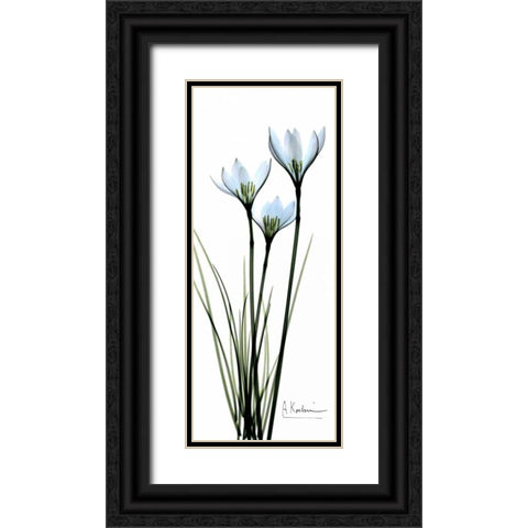 White Lilies in Blue Black Ornate Wood Framed Art Print with Double Matting by Koetsier, Albert