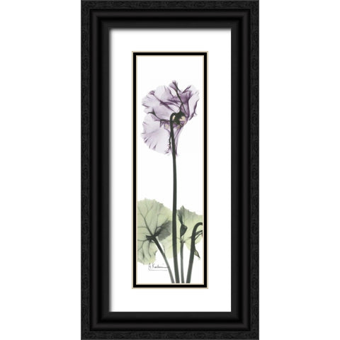 Cyclamen in Purple Black Ornate Wood Framed Art Print with Double Matting by Koetsier, Albert