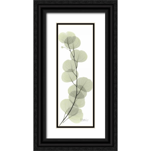 Eucalyptus in Green Black Ornate Wood Framed Art Print with Double Matting by Koetsier, Albert