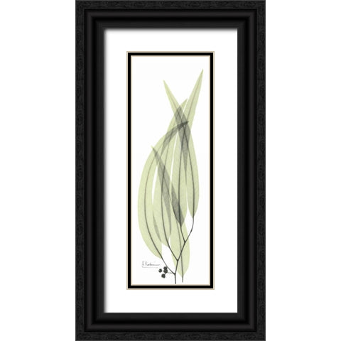 Eucalyptus in Green 2 Black Ornate Wood Framed Art Print with Double Matting by Koetsier, Albert