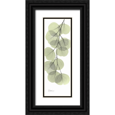 Eucalyptus in Green 3 Black Ornate Wood Framed Art Print with Double Matting by Koetsier, Albert