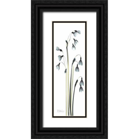 Snow Drop Galanthus Black Ornate Wood Framed Art Print with Double Matting by Koetsier, Albert