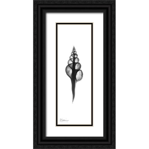 Fusinus Colus Black Ornate Wood Framed Art Print with Double Matting by Koetsier, Albert