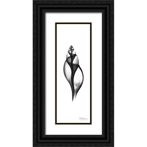 Tulip Shell Black Ornate Wood Framed Art Print with Double Matting by Koetsier, Albert