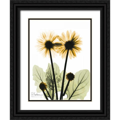 Gerbera in Color 2 Black Ornate Wood Framed Art Print with Double Matting by Koetsier, Albert