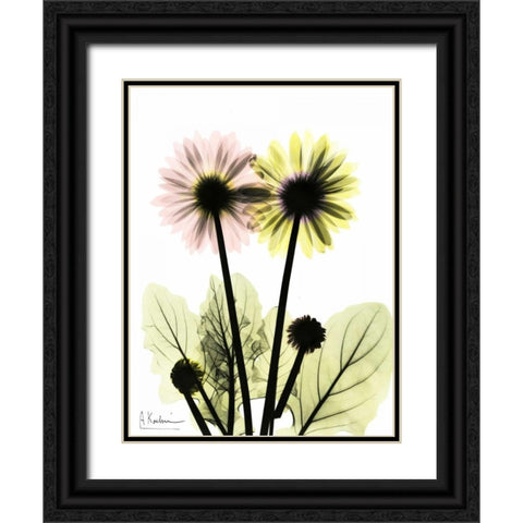 Gerbera in Color Black Ornate Wood Framed Art Print with Double Matting by Koetsier, Albert