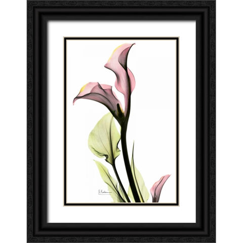 Calla Lily in Pink Black Ornate Wood Framed Art Print with Double Matting by Koetsier, Albert