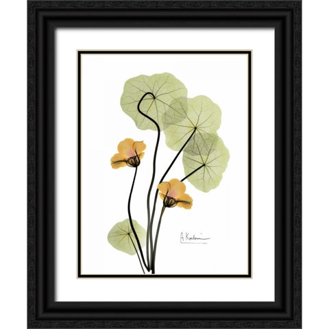 Nasturtium in Yellow 2 Black Ornate Wood Framed Art Print with Double Matting by Koetsier, Albert