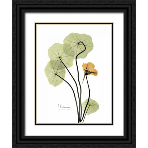 Nasturtium in Yellow Black Ornate Wood Framed Art Print with Double Matting by Koetsier, Albert