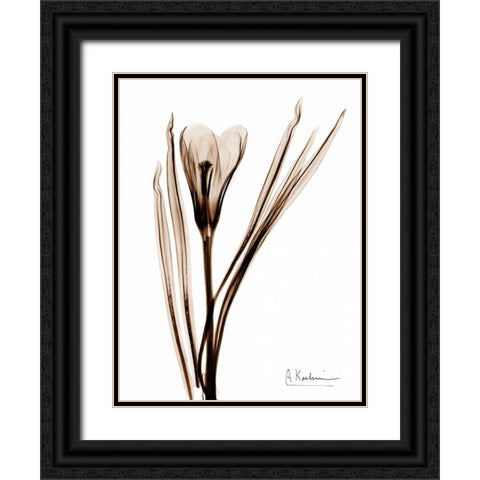 Crocus in Brown Black Ornate Wood Framed Art Print with Double Matting by Koetsier, Albert