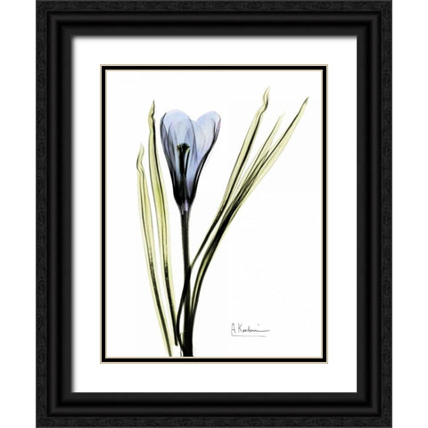 Crocus in Blue Black Ornate Wood Framed Art Print with Double Matting by Koetsier, Albert